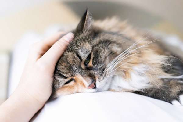 猫風邪（猫の上部気道感染症：猫カリシウイルス、猫鼻気管炎（ヘルペス）ウイルス、クラミジア・フェリス）